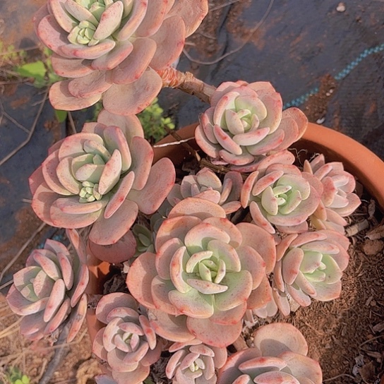 多肉植物。。。。。。。。。。。。。。。