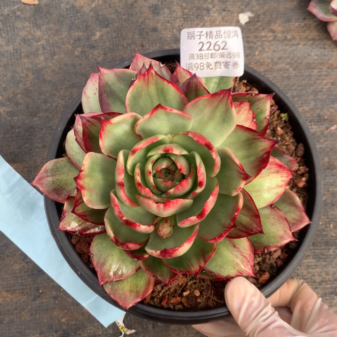 2262号多肉植物惊鸿16厘米 