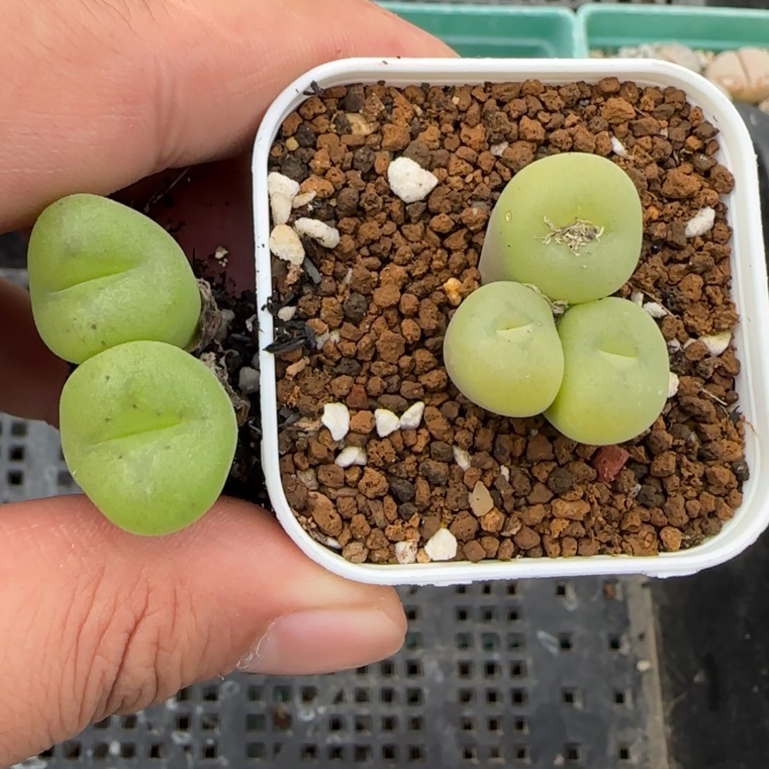 我***啊12.30。      空卡佛x2。    2040