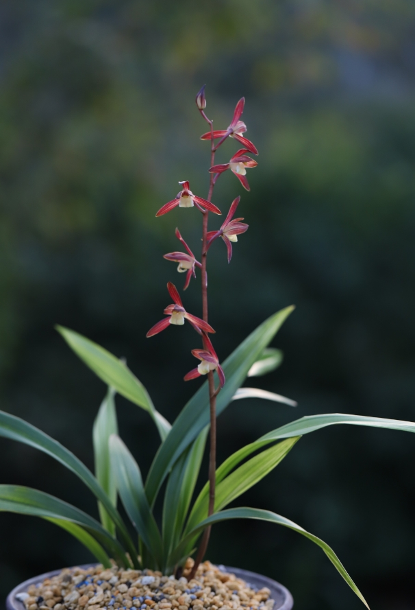 【直播链接】兰花春兰建兰莲瓣兰寒兰墨兰等兰花-裸根兰花
