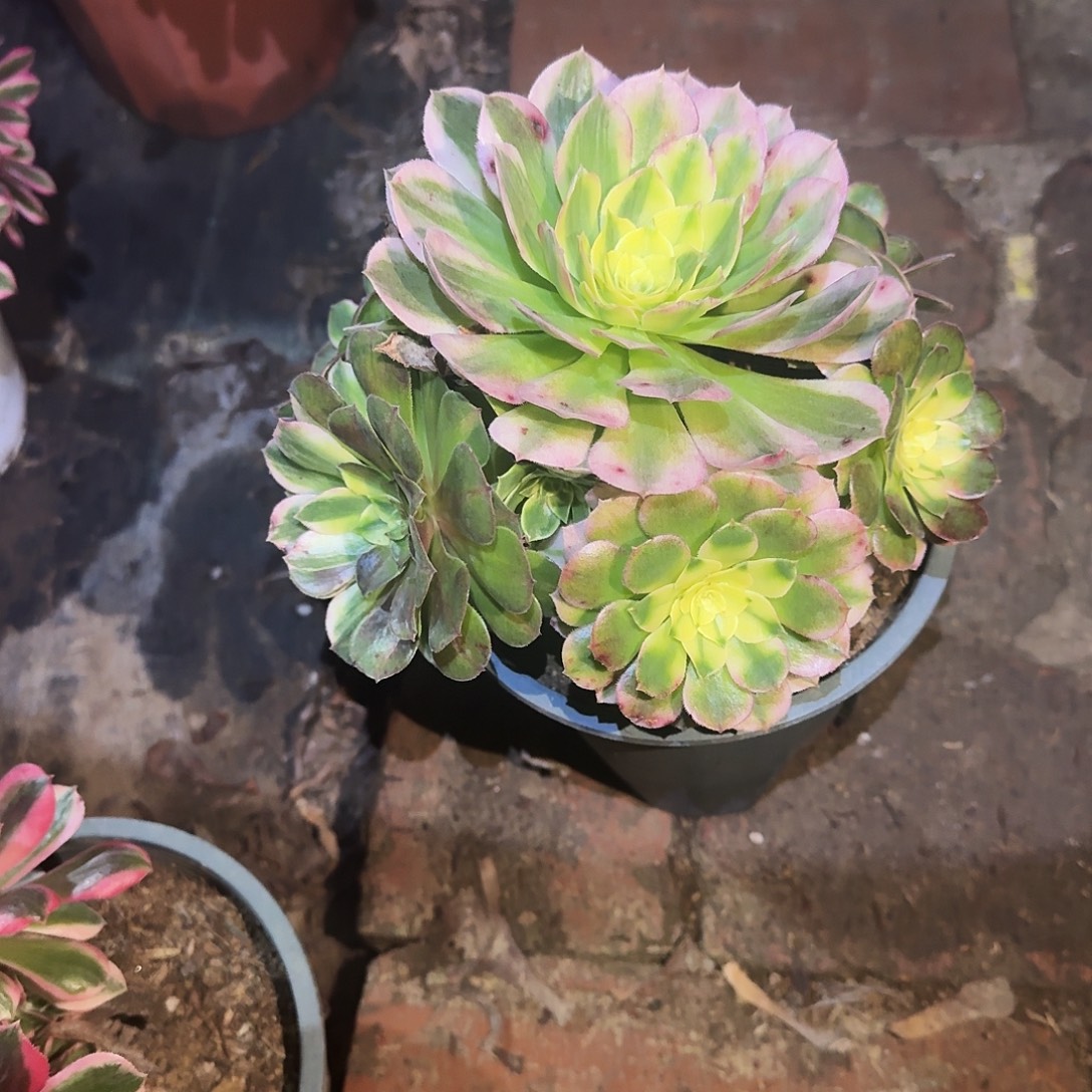 多肉植物海王0563