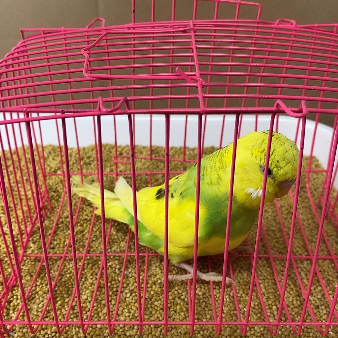 虎皮鹦鹉大头虎皮
