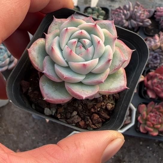 282粉水晶多肉植物多