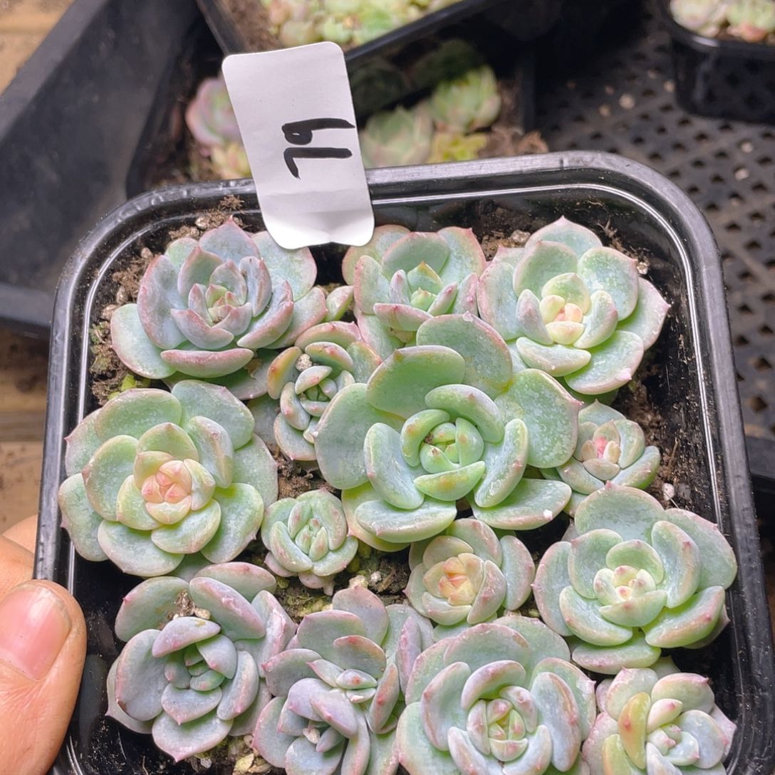 多肉植物多肉植物79