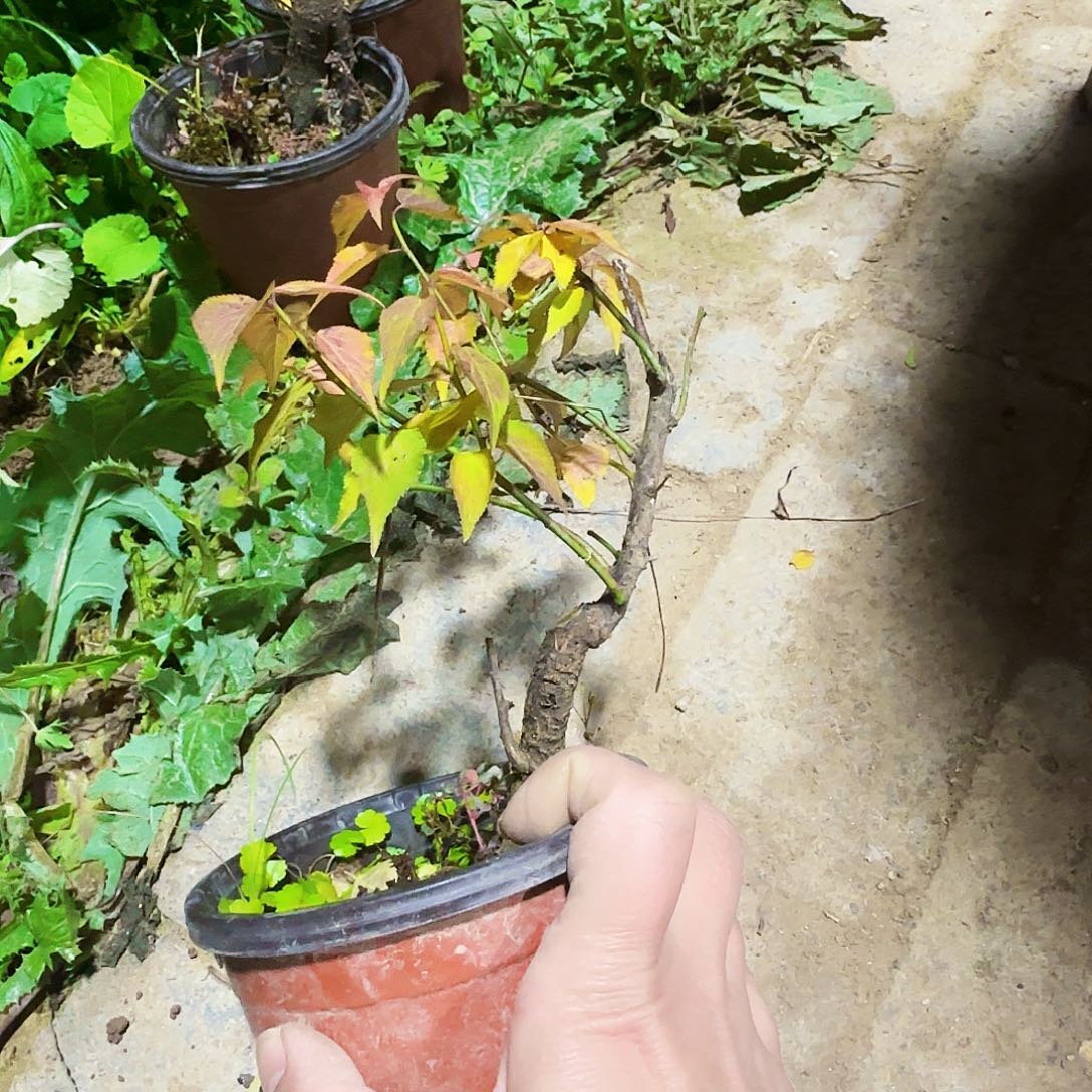 无***虫无花朵非常纯纯粹粹