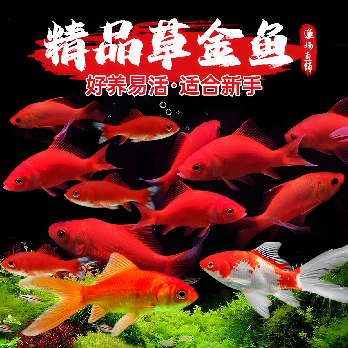 红草金鱼活鱼锦鲤鱼苗观赏鱼淡水鱼冷水鱼小型耐活小金鱼活体