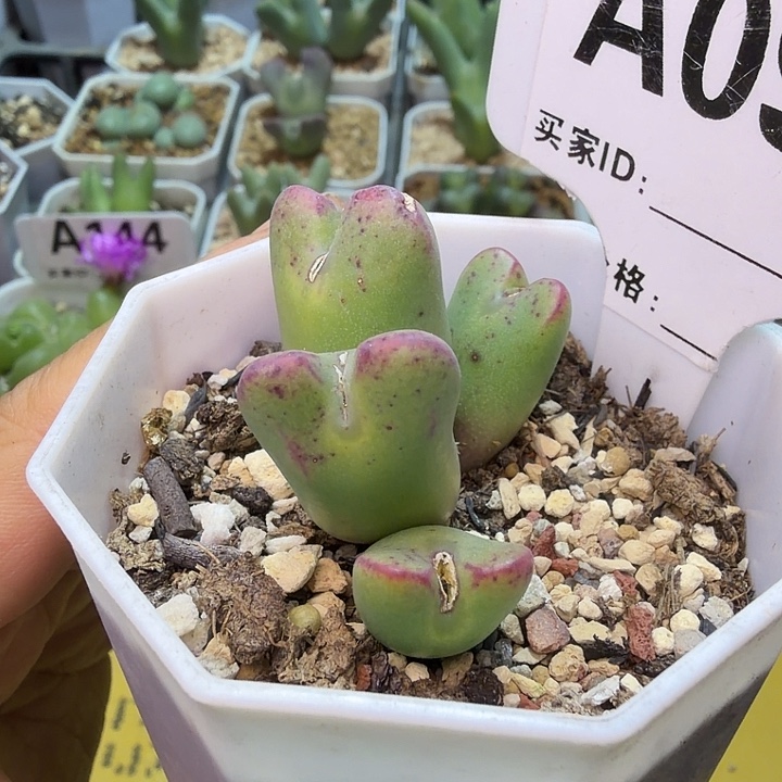 095。满38包邮肉锥