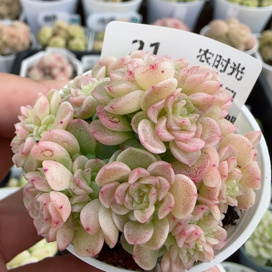 【闪购商品】0303-21优选麦杆