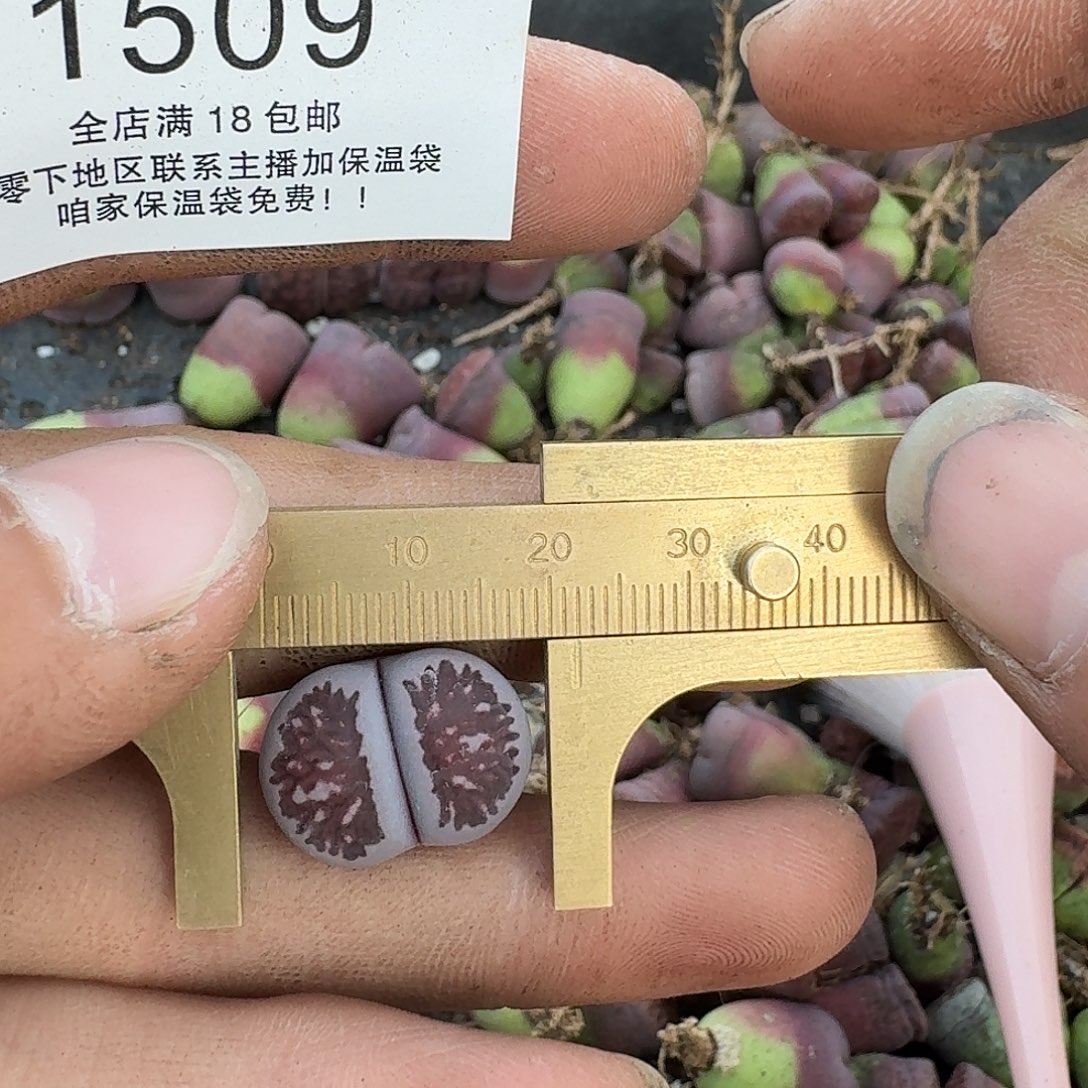 1509 哈哈哈哈哈哈哈哈哈哈