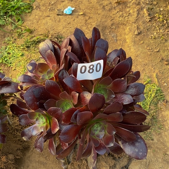 080梅花波迪绣球新桩