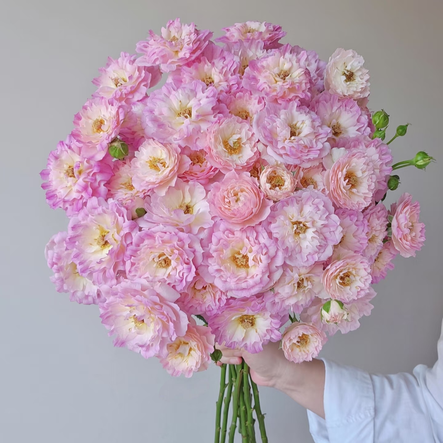 【梦幻海葵多头玫瑰花】浪漫使者—昆明鲜花（顺丰包邮）云南a级玫瑰
