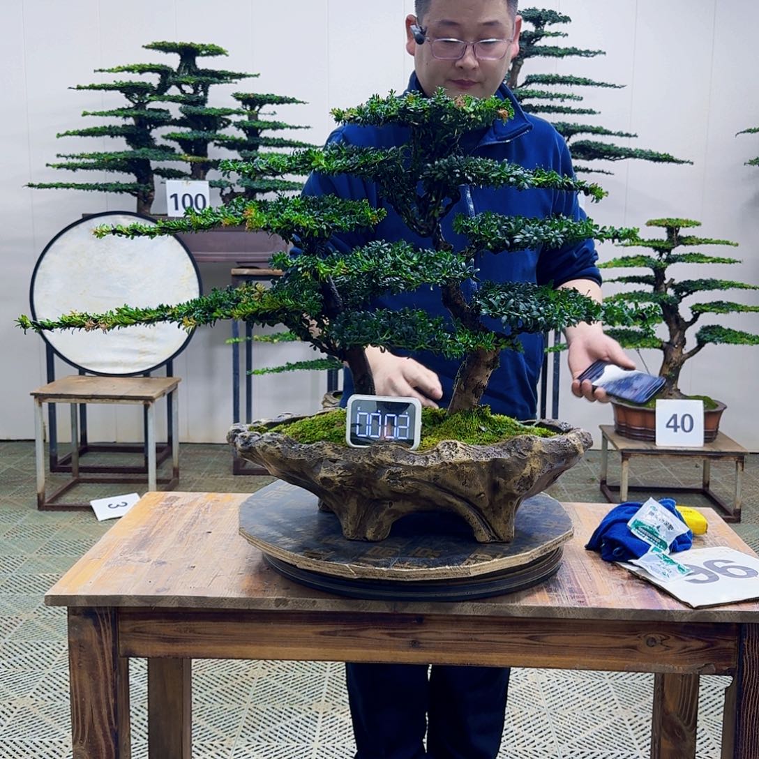 无花朵珍珠罗汉松造型盆景