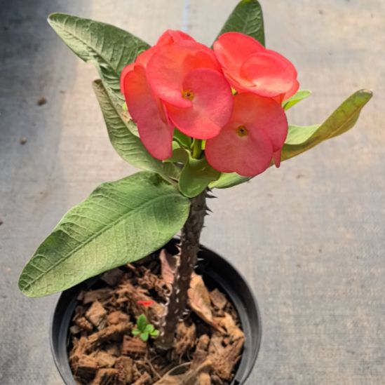 ****漪完全开放钻石之王直播间一物一拍