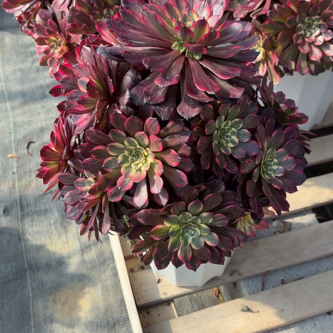 花好月又圆202509