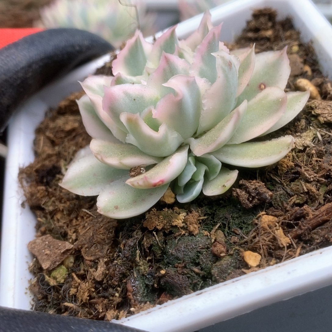 160紫蝴蝶锦锦锦锦锦锦锦