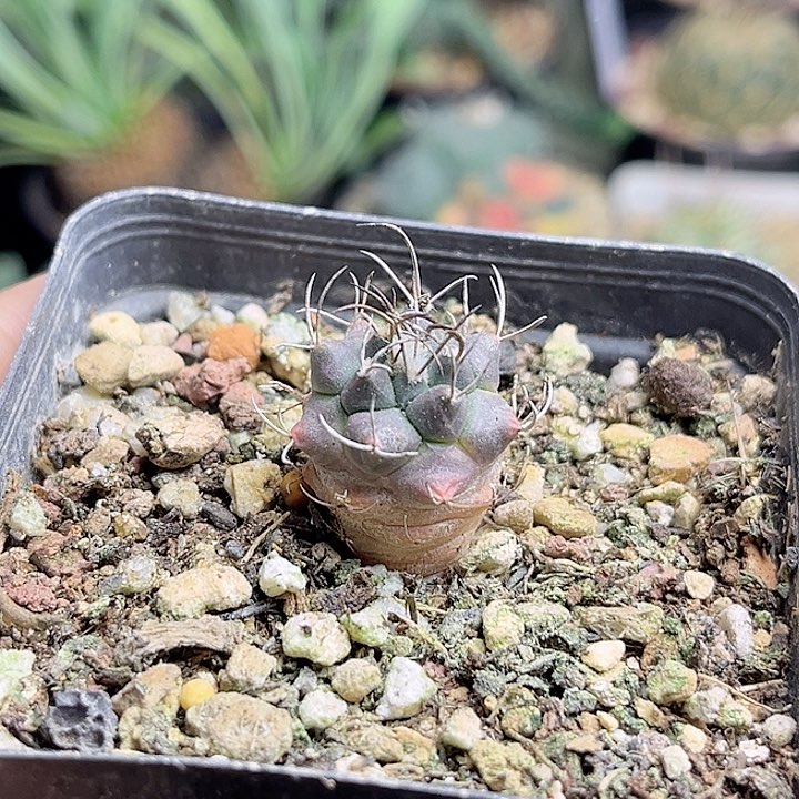 娇丽实生球一颗一物一拍