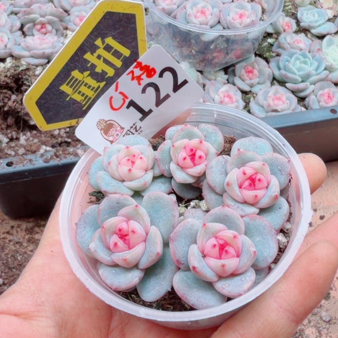 多肉植物多肉植物