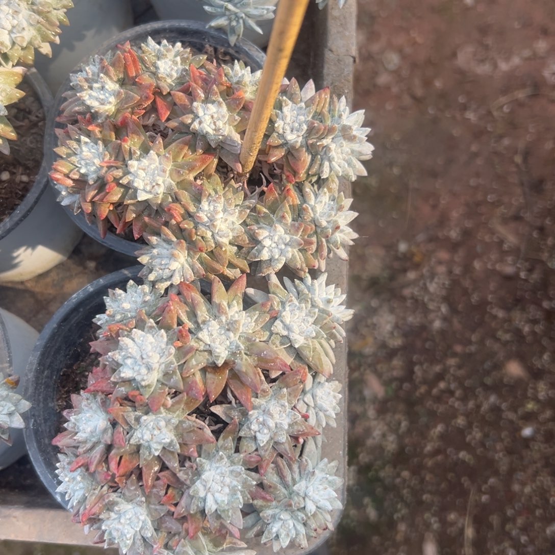 锦宸多肉～一物一拍2476