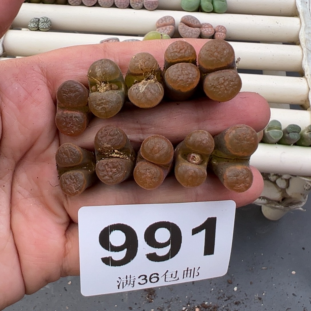 雪***瑰12.29好看的多肉脱土发货991