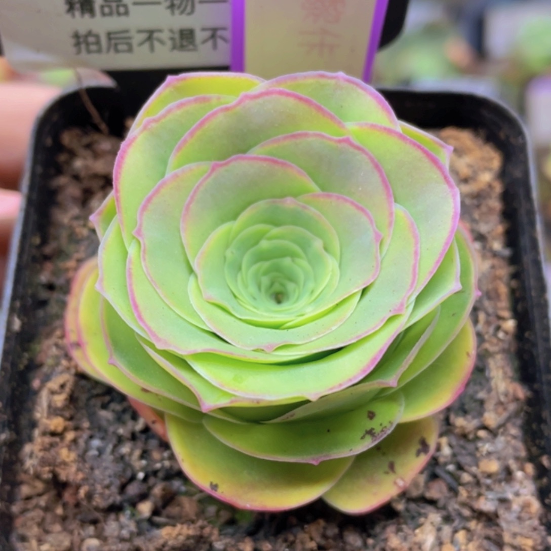 阿黎佧玫瑰一物一拍537