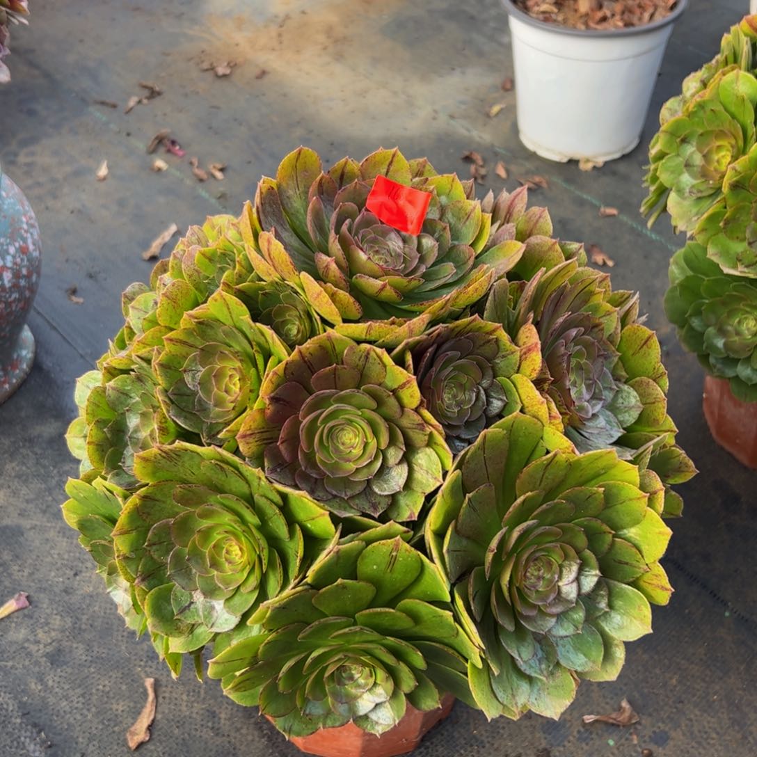 115炖肉植物发货万拉丝