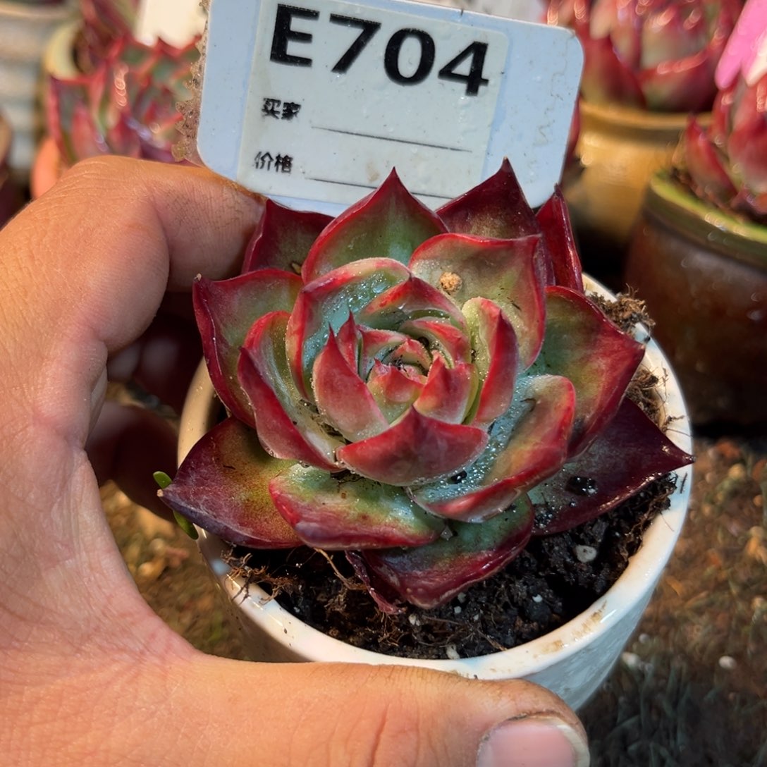 惊鸿一瞥704号多肉