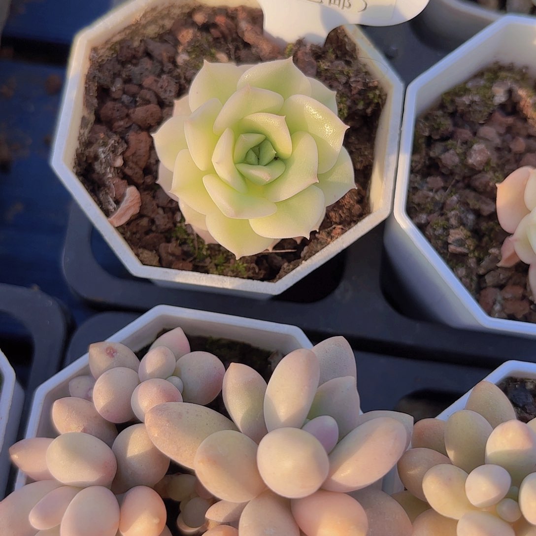 A828尼可刹那锦yi eu yi pqi