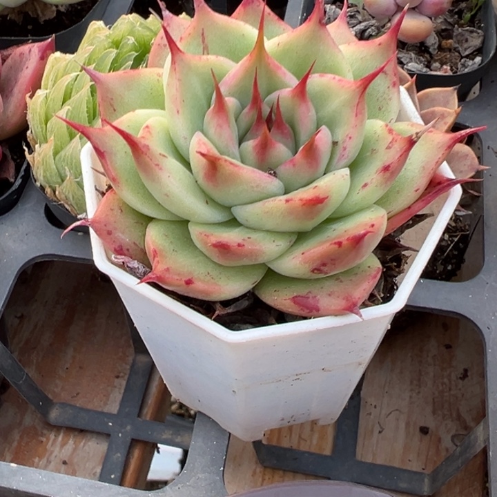 多肉植物多肉植物46