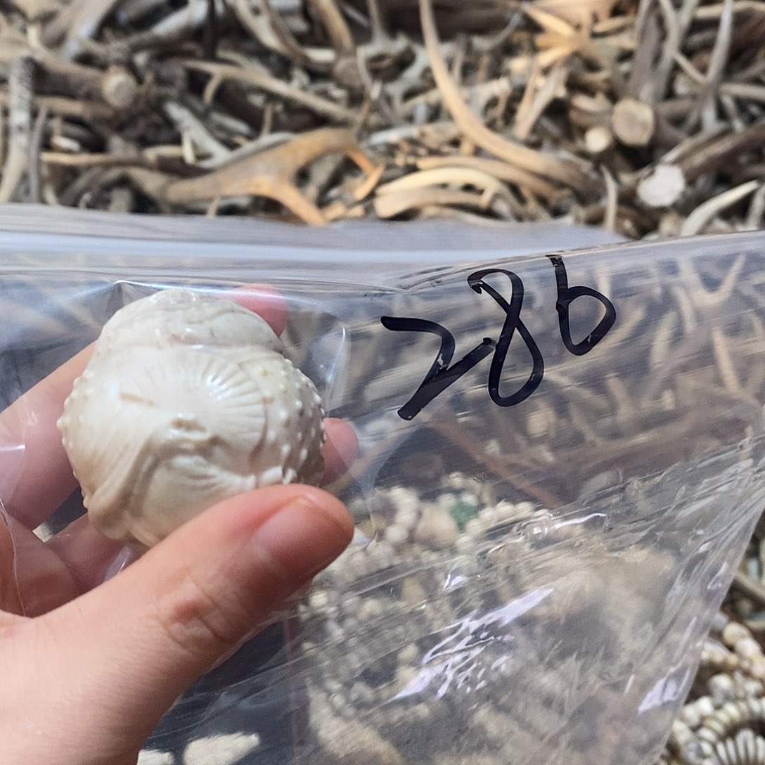 金***顺非金属鹿角鹿角鹿角