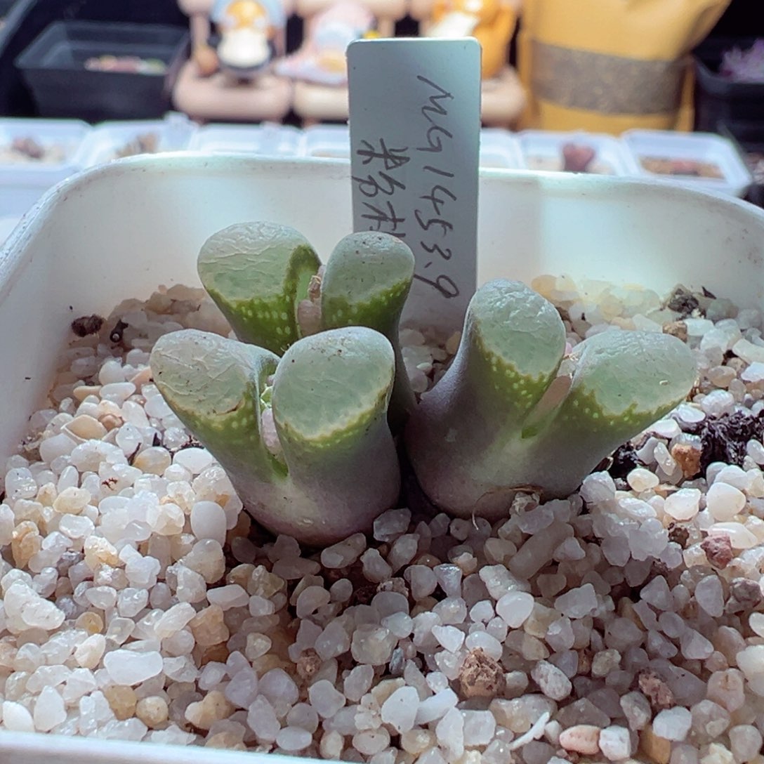 1128-741多肉多肉粉樱1453.9