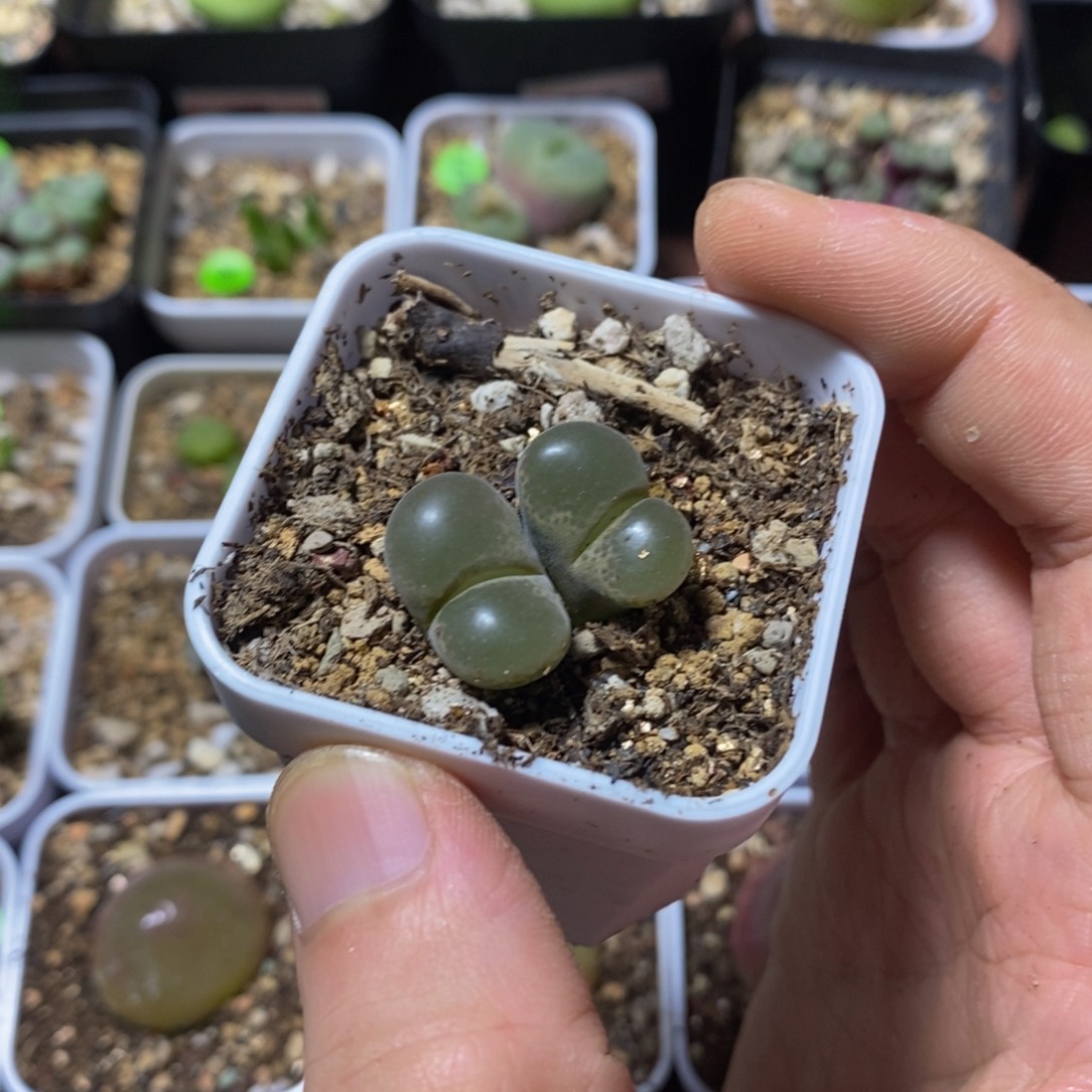 Y***宇专拍漂亮多肉植物129