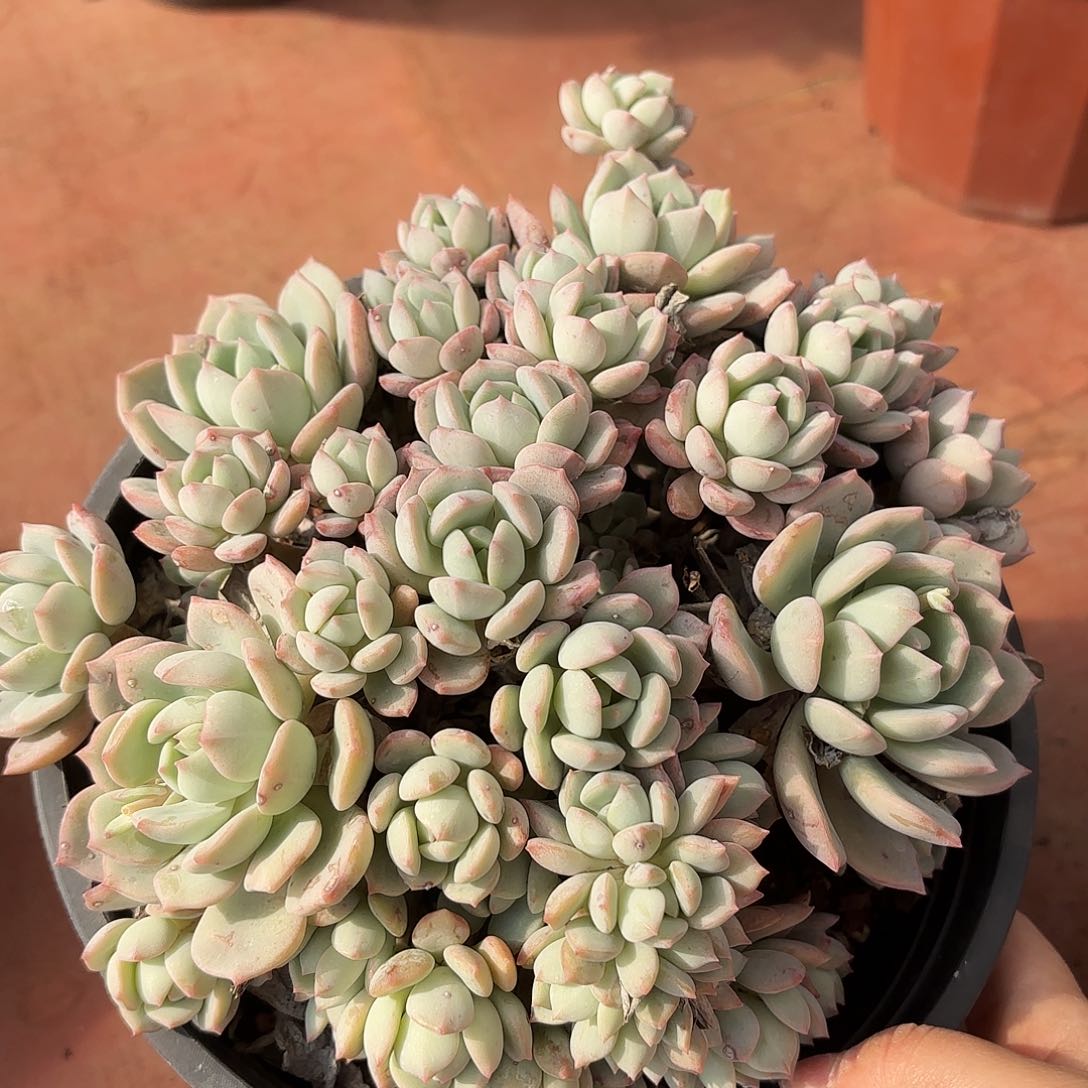 同温层多肉蜜桃格林207