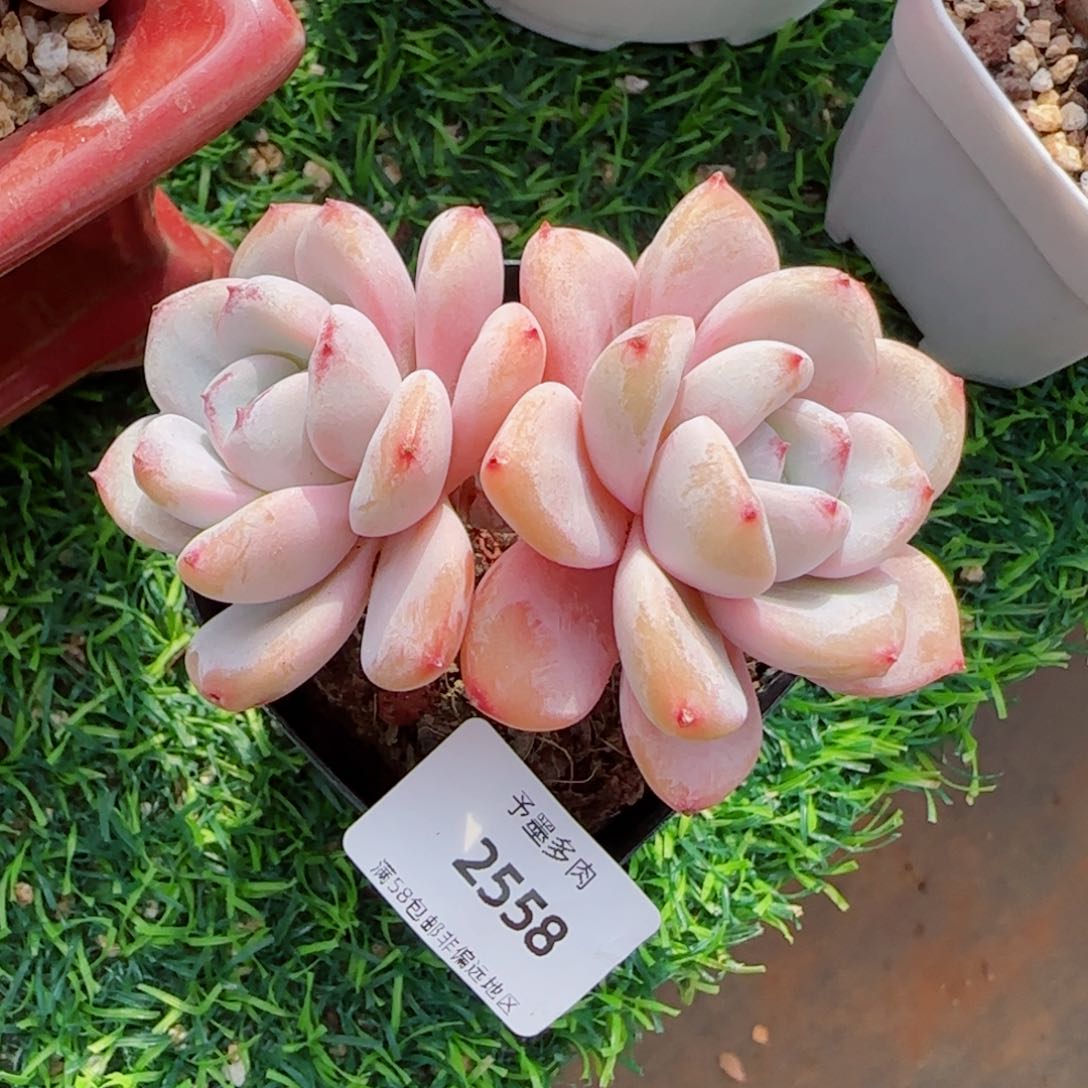 星星雪，2558多肉植物