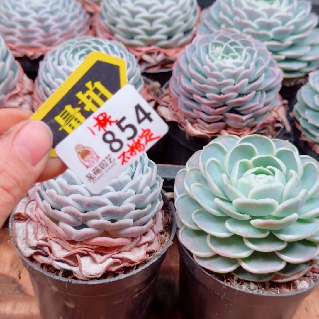 多肉植物多肉植物