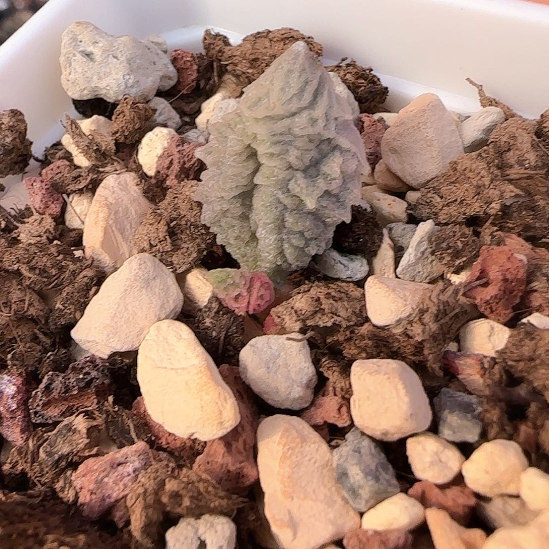 倒刺冰淇淋水泡多肉