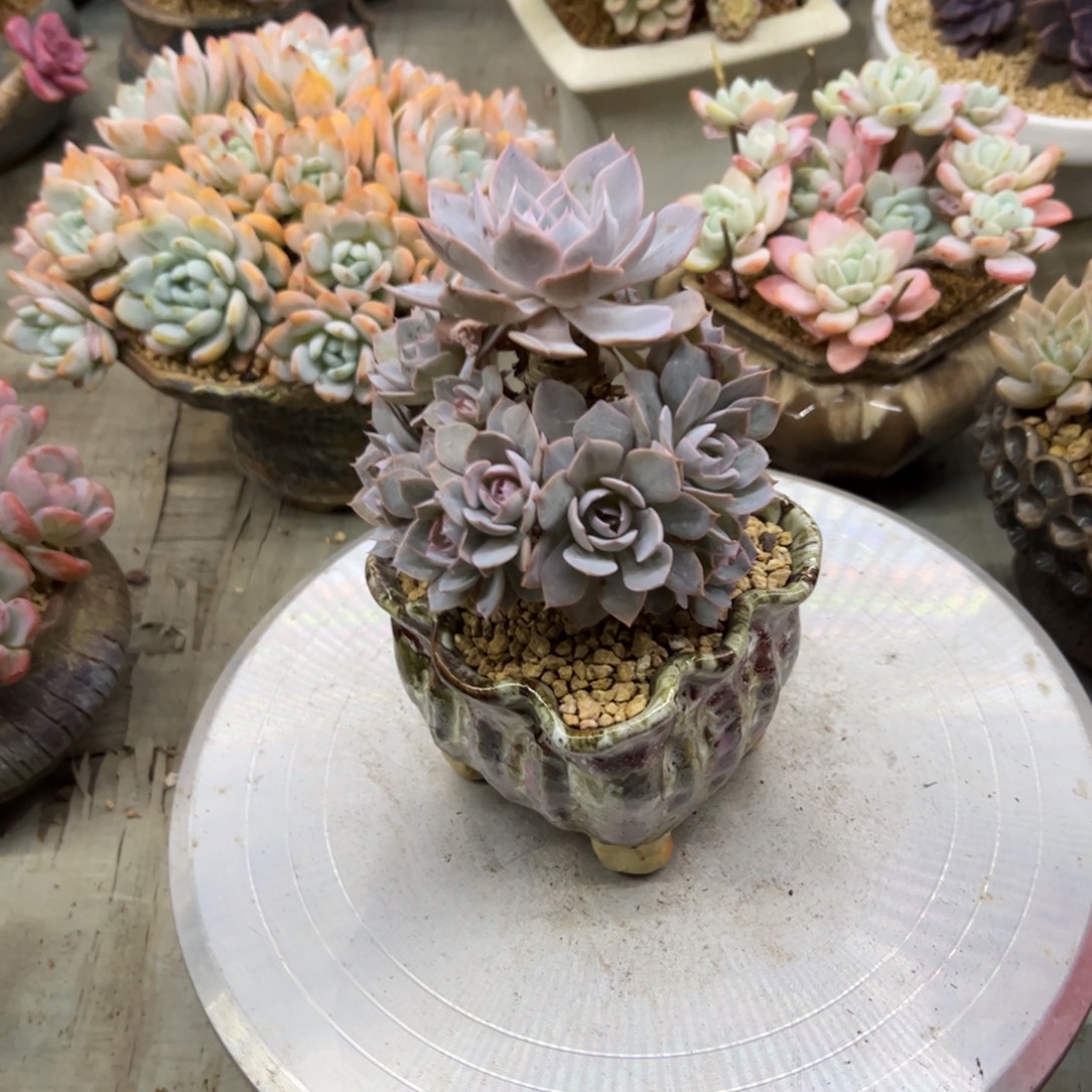 蓝石莲18 零零多肉植物