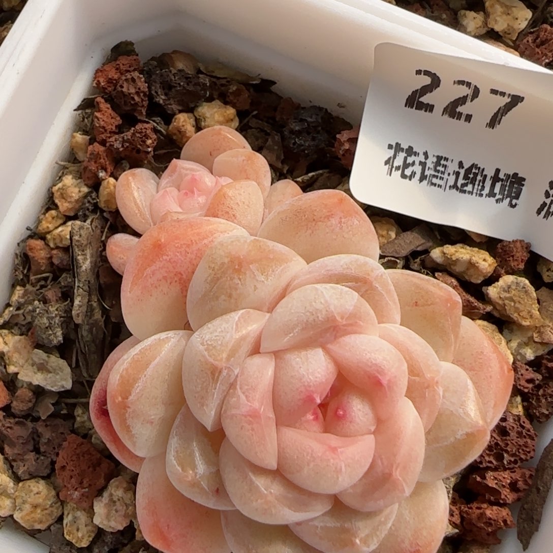 花语逸境0122-227