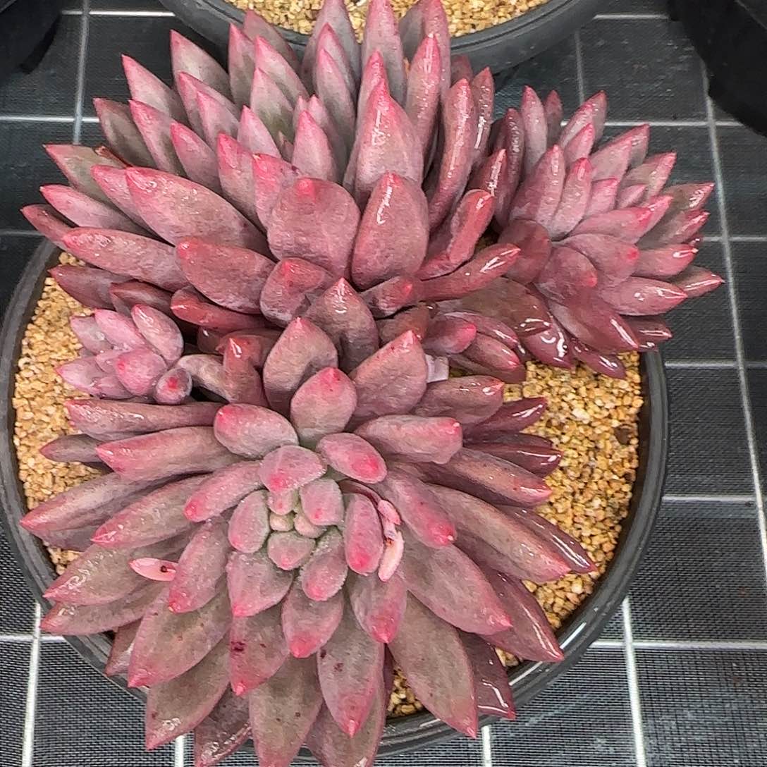 从前慢花园精选红蜻蜓