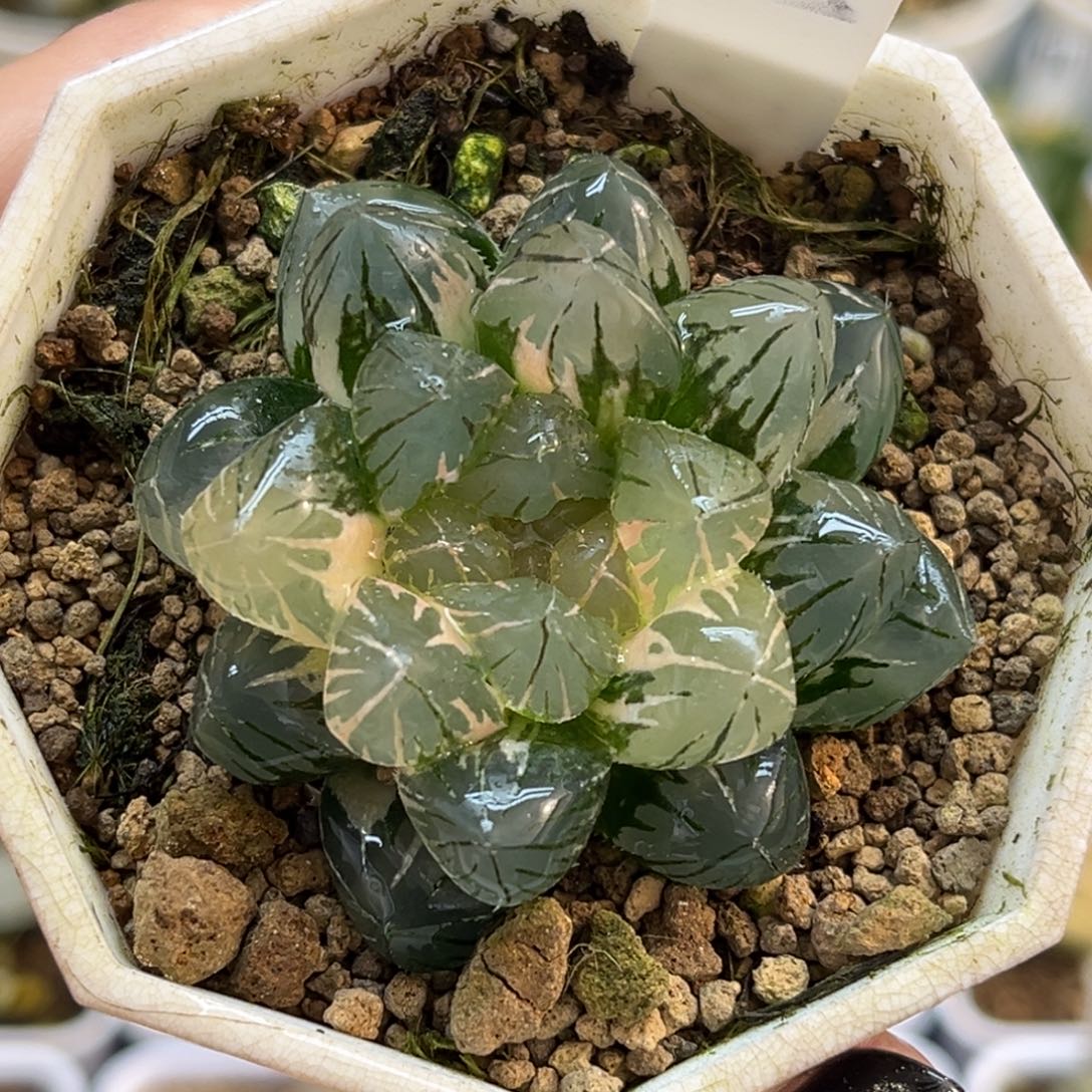 85短肥龙爪玉露锦福利专场