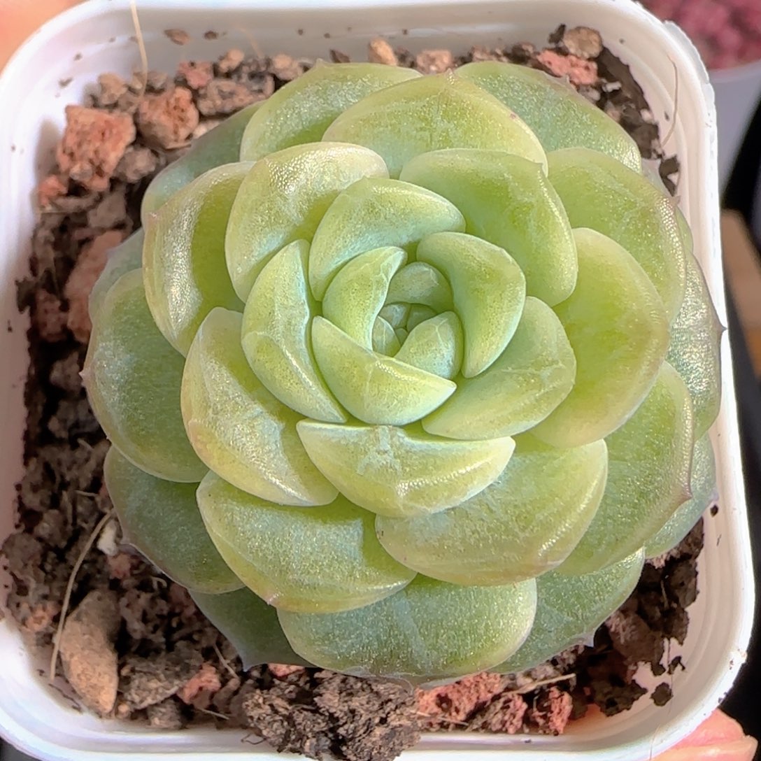 多肉1230-47无尽灯