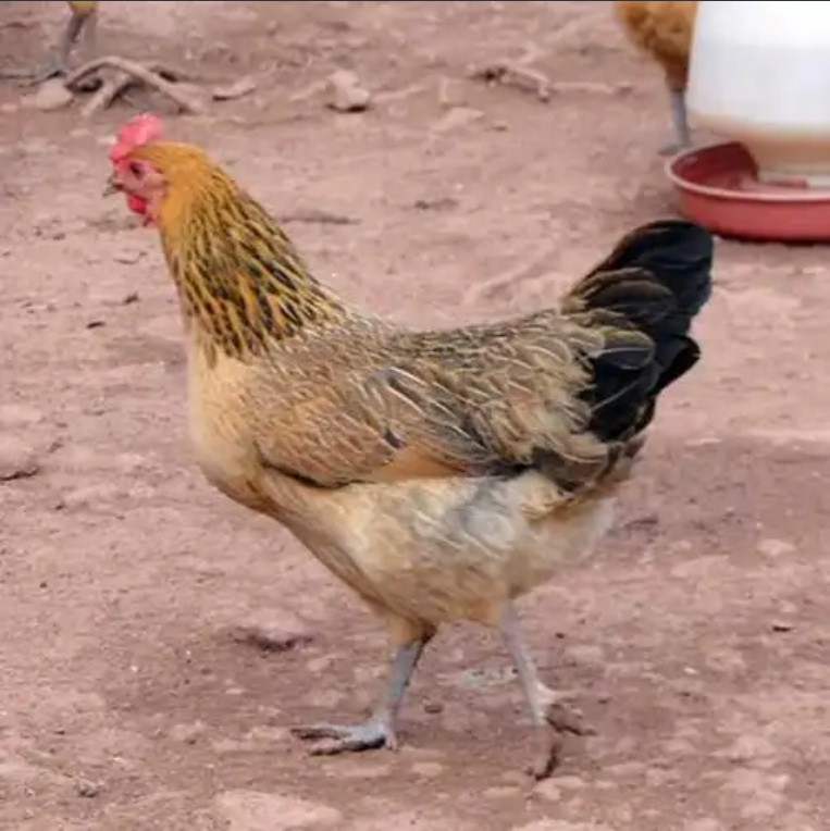 崇远鸡整鸡肉质鲜美到手12只