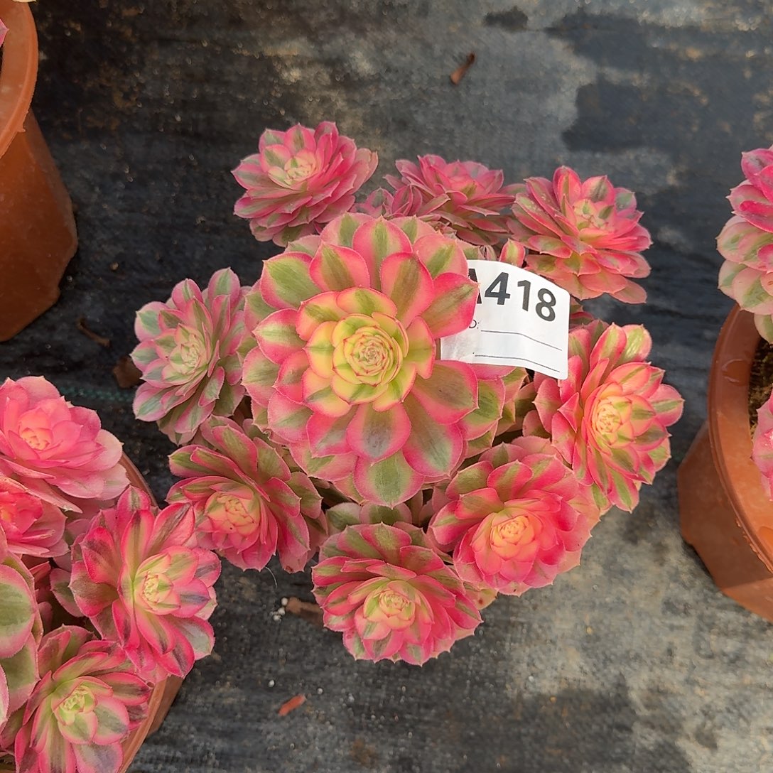 倾城多肉法师a418