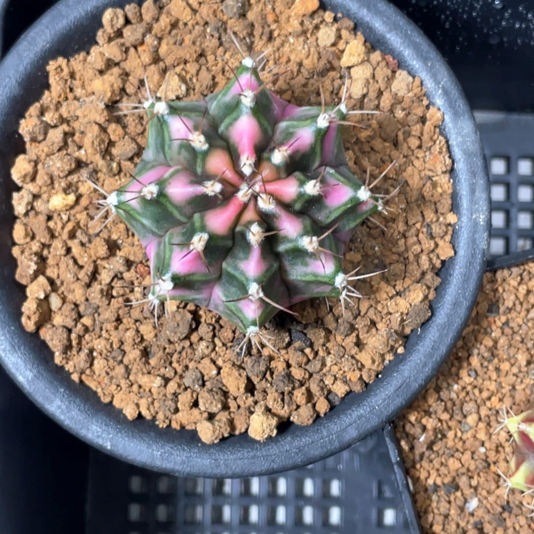 开***心当前无花朵，栽培后可花朵粉钻