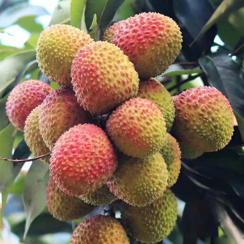 荔枝妃子笑原产地直发