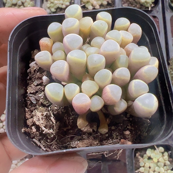 五十铃玉精品多肉植物