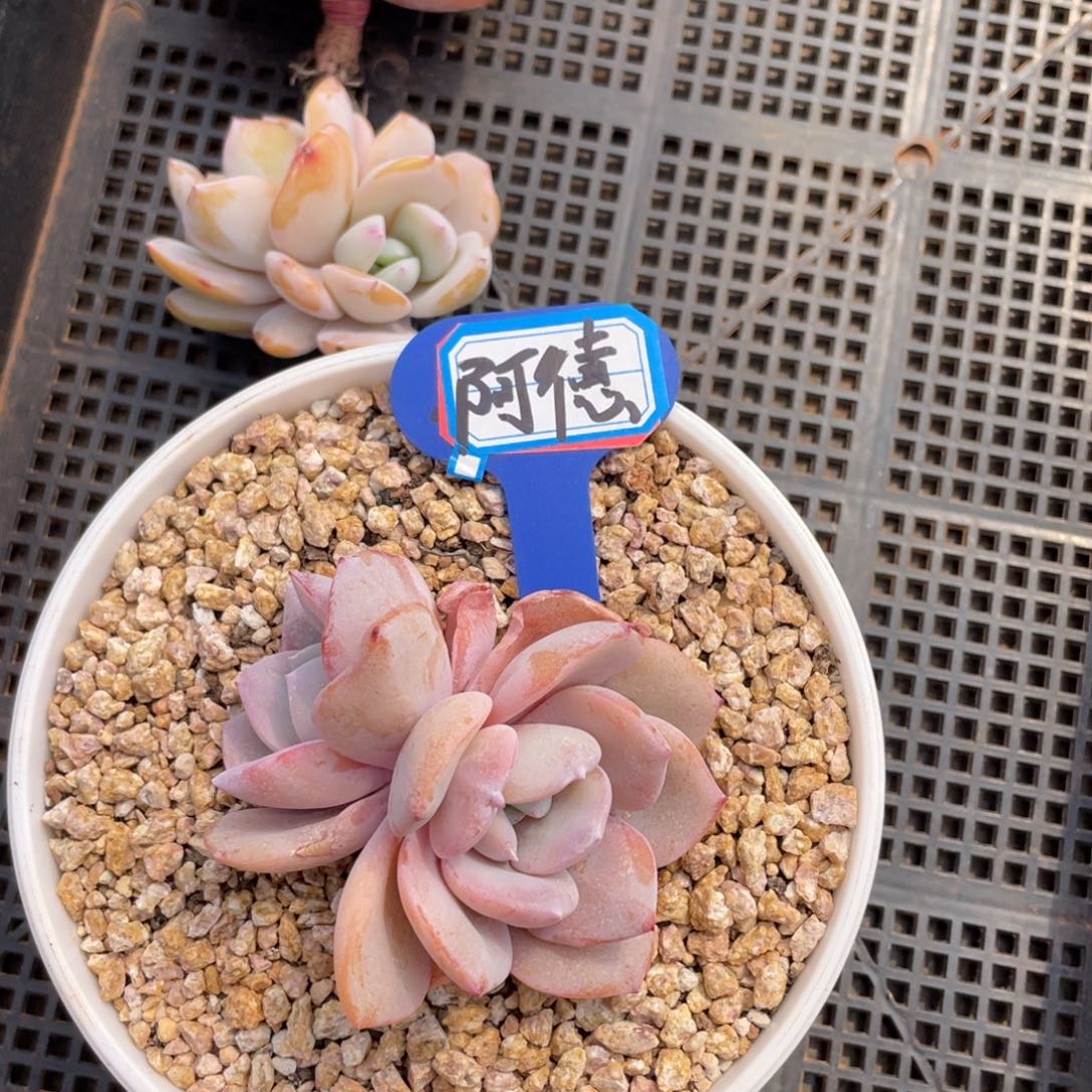 阿****德多肉植物36848526