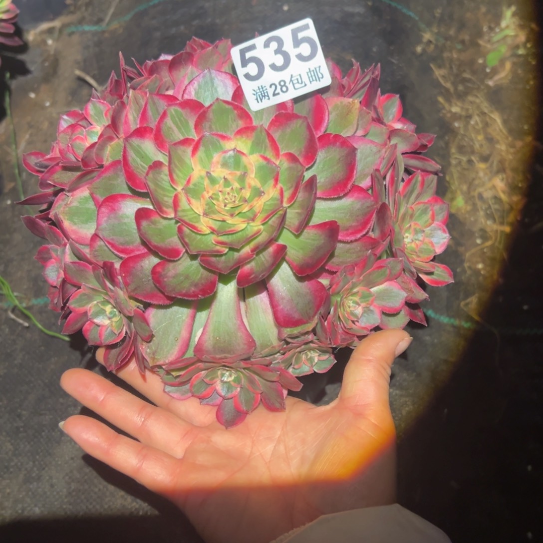 多肉植物535脱土的