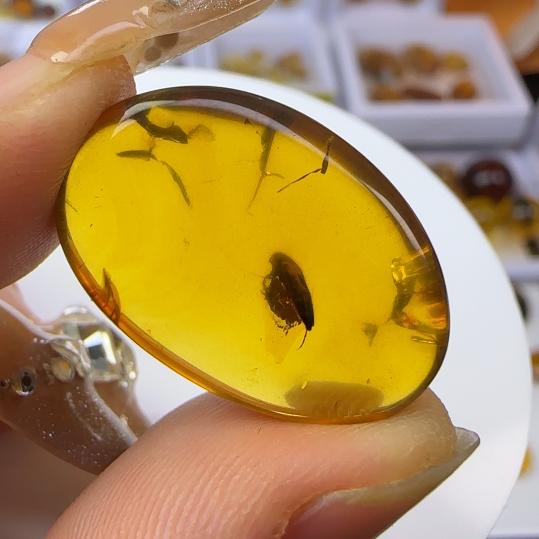 琥珀裸石未镶嵌甲虫