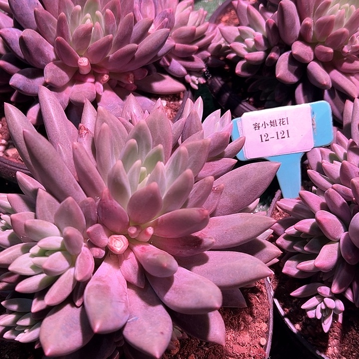 12.121紫金美人一个脱土