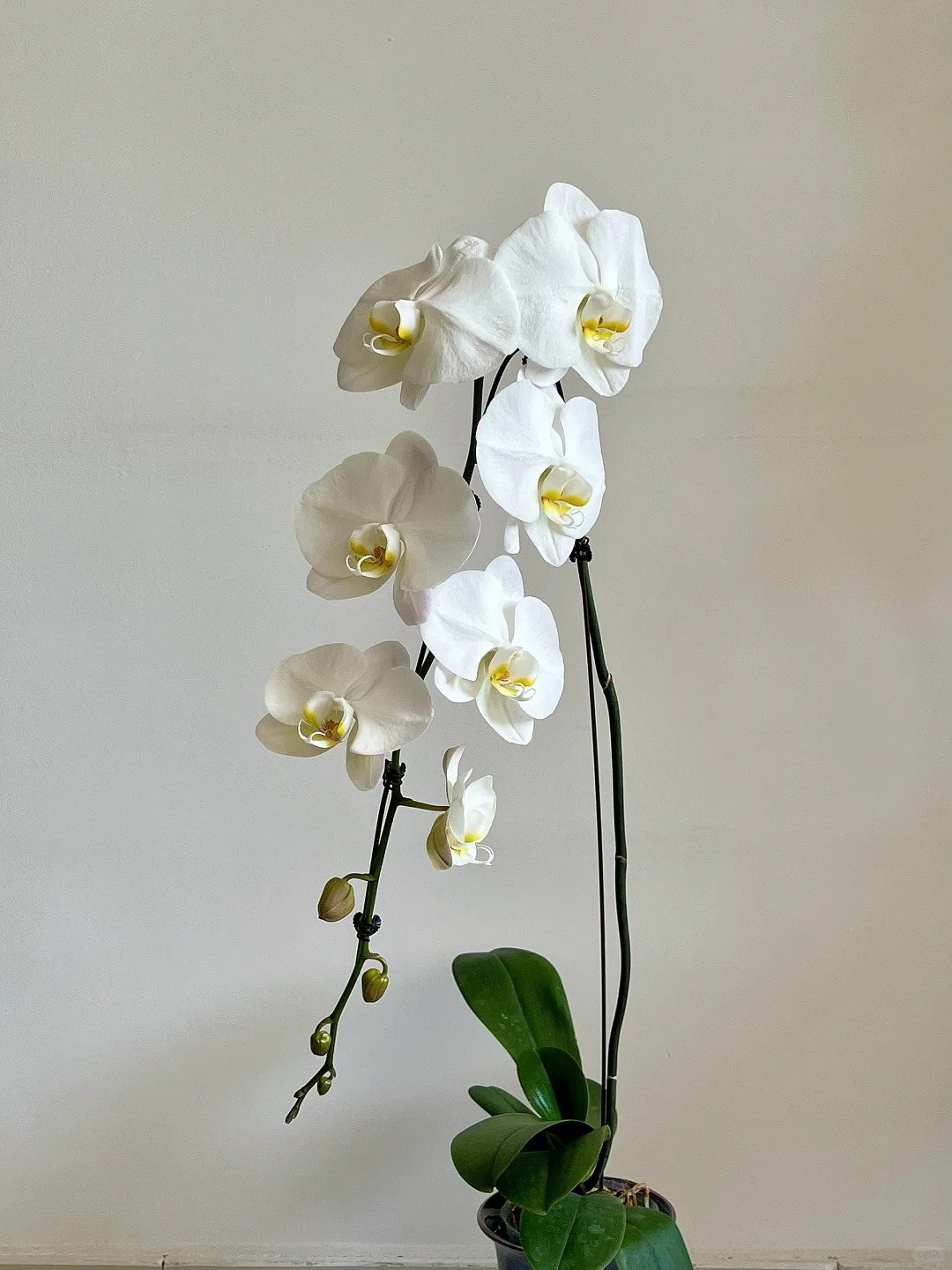 【V3大白】3.0寸白色蝴蝶兰A级苗带花苞高品质室内室外高级植物